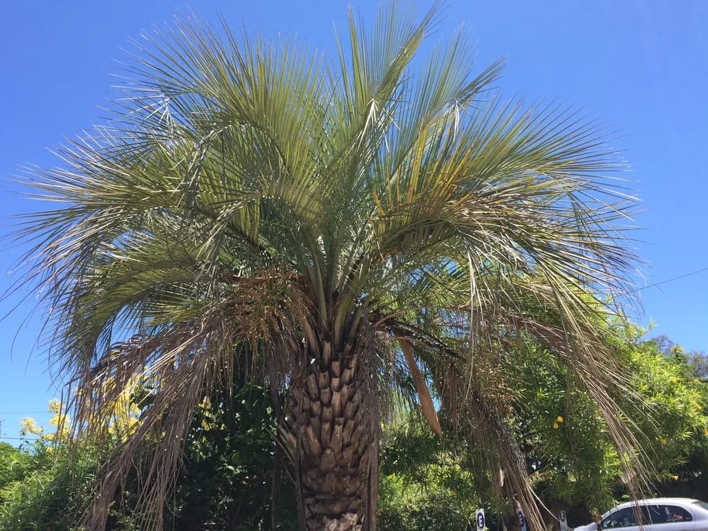 Botanical specimen of Butia Noblickii.