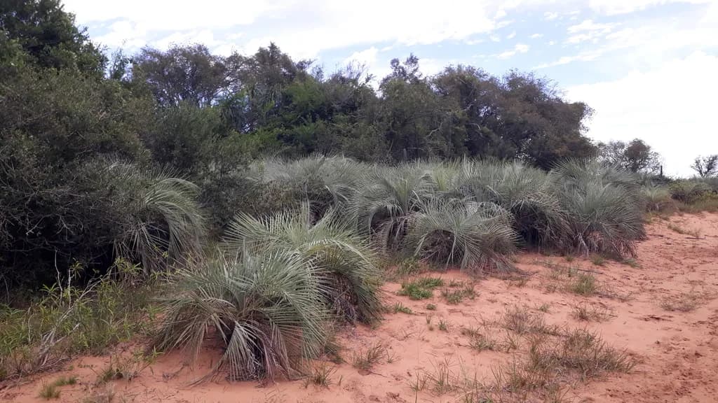 Botanical specimen of Butia Noblickii.