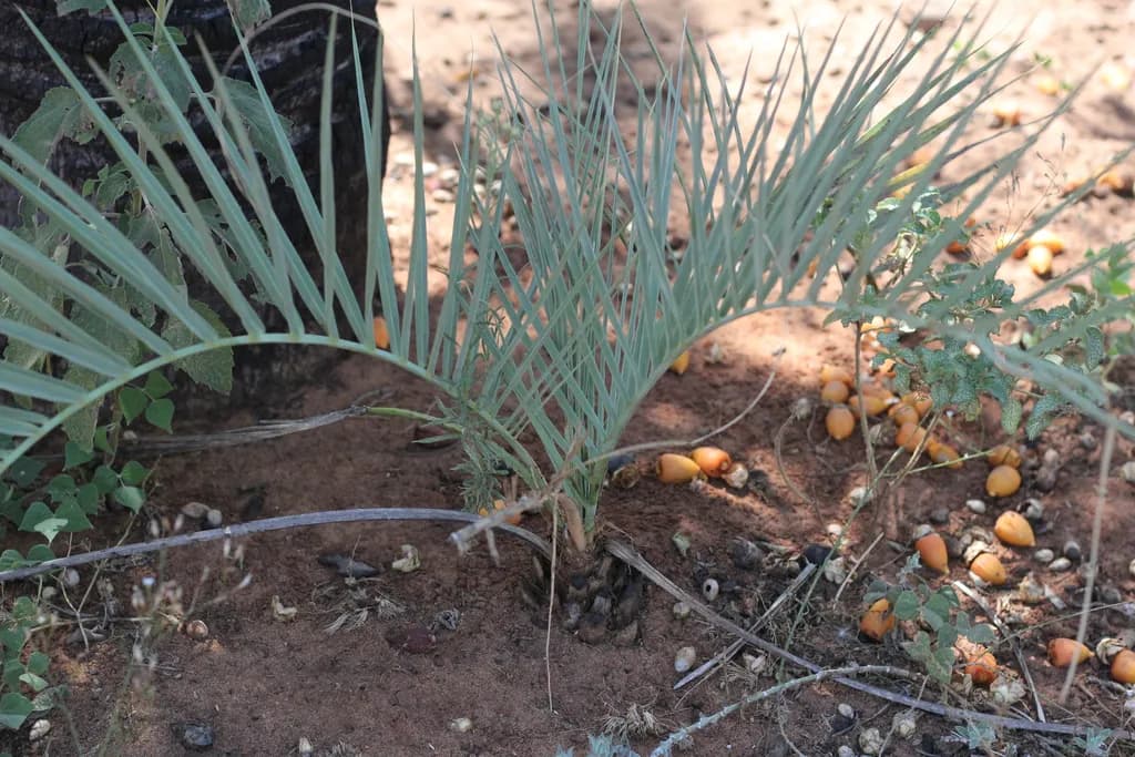 Botanical specimen of Butia Noblickii.