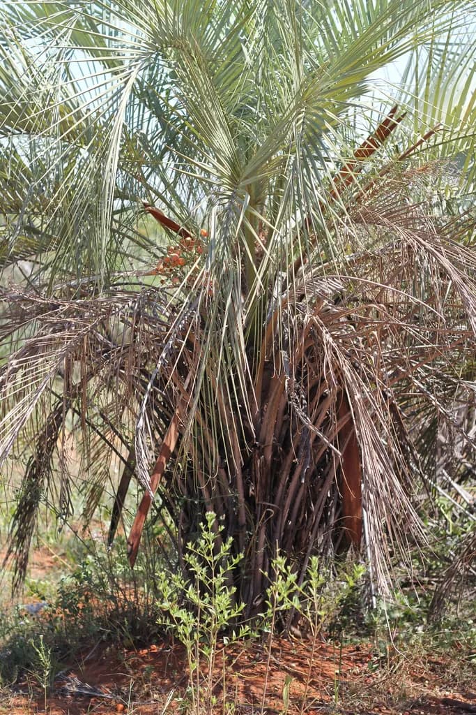 Botanical specimen of Butia Noblickii.