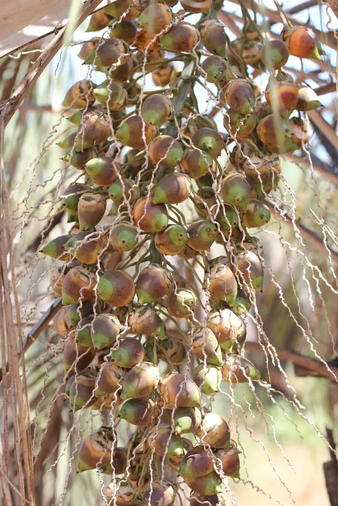 Botanical specimen of Butia Noblickii.