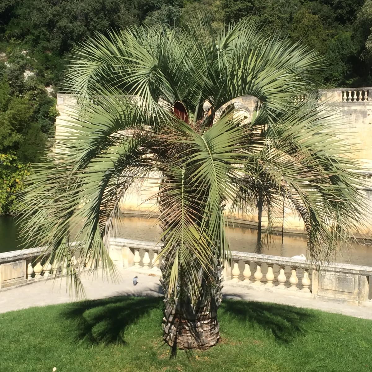 Botanical specimen of Butia Odorata.