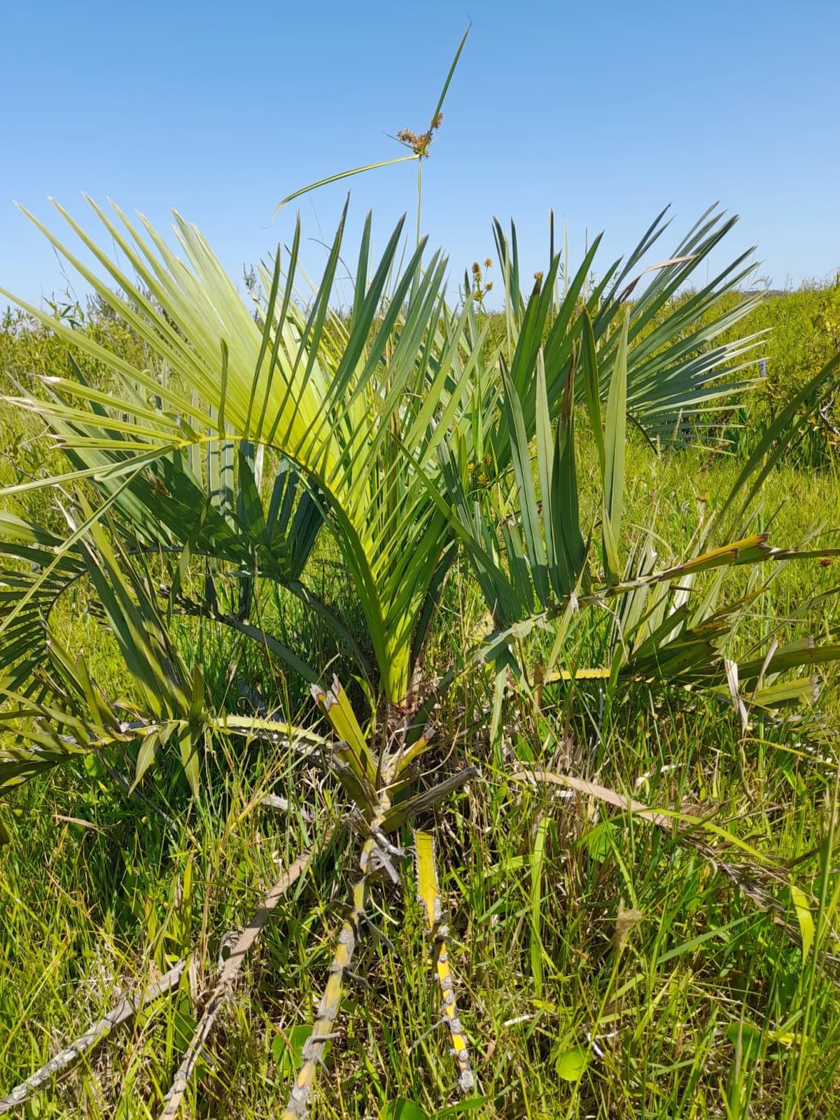 Botanical specimen of Butia Odorata.