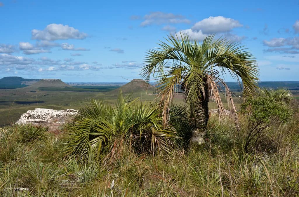Botanical specimen of Butia Paraguayensis.