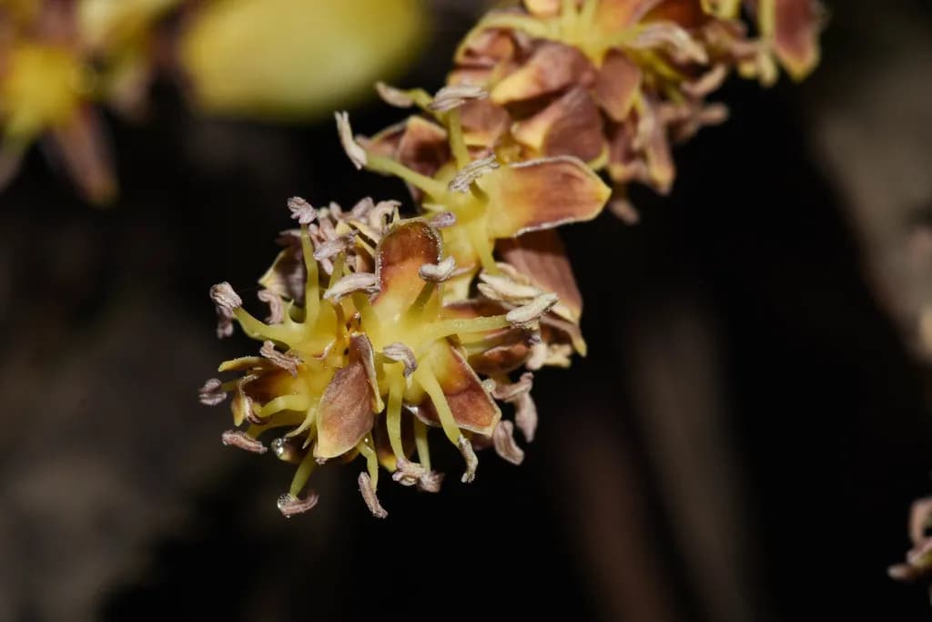 Botanical specimen of Butia Paraguayensis.