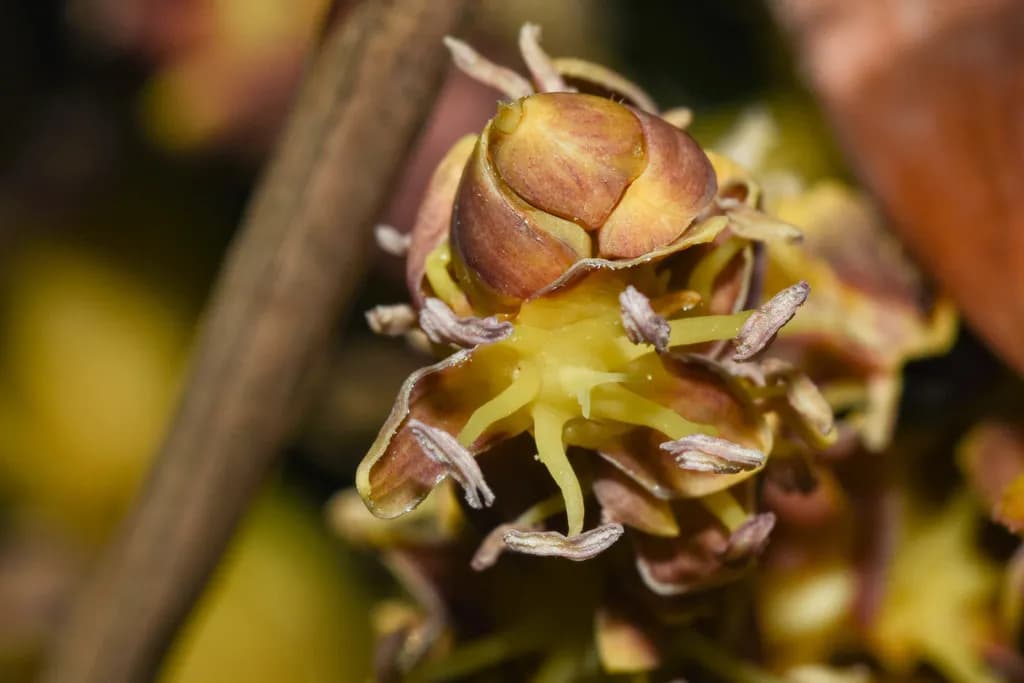 Botanical specimen of Butia Paraguayensis.