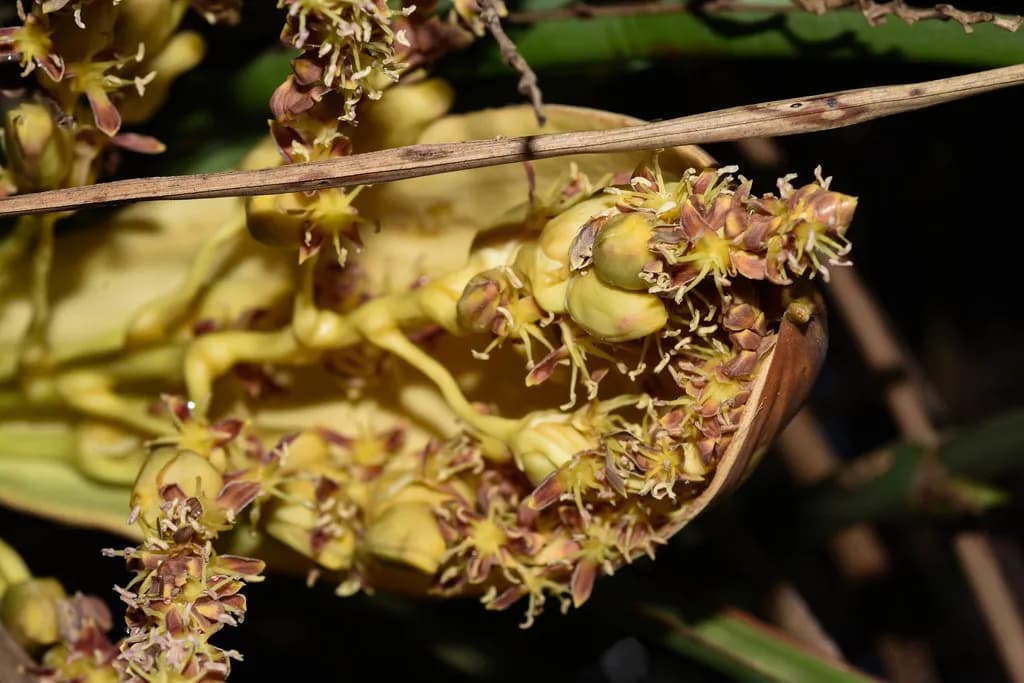 Botanical specimen of Butia Paraguayensis.