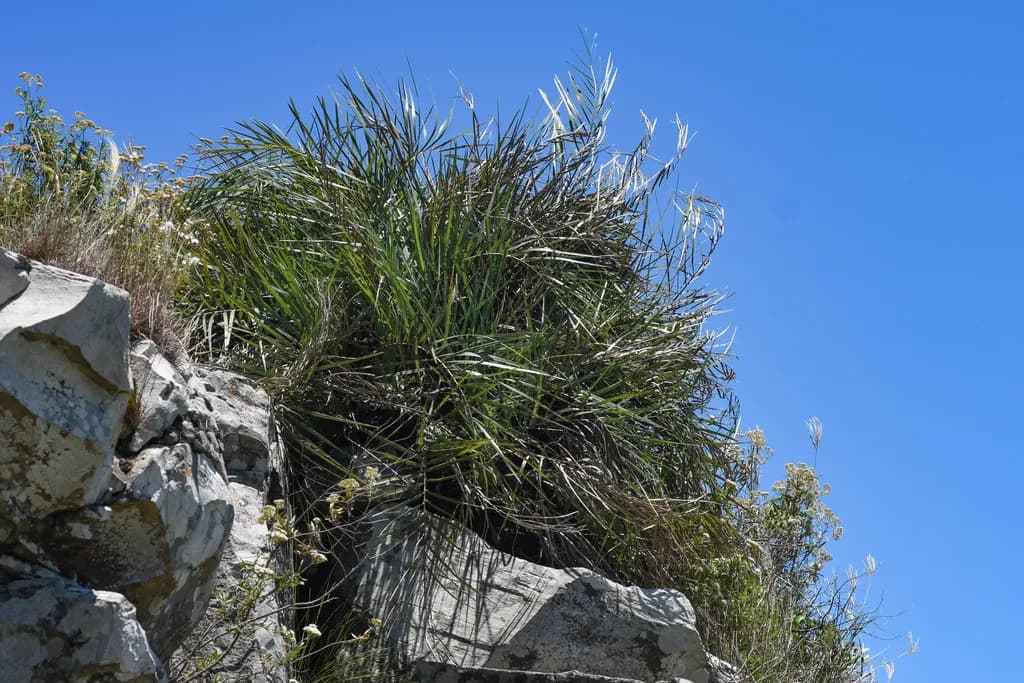 Botanical specimen of Butia Paraguayensis.