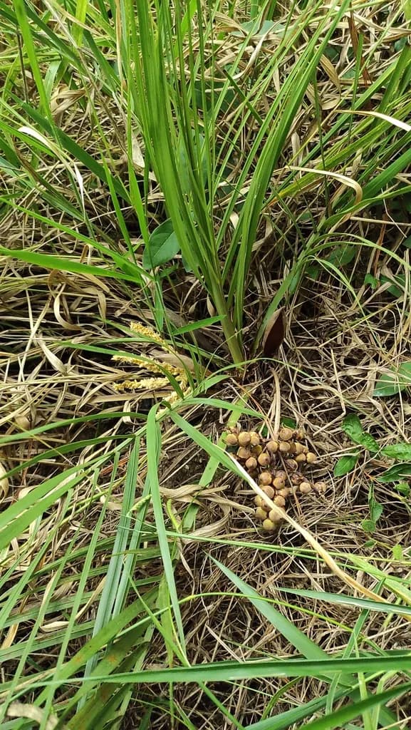 Botanical specimen of Butia Pubispatha.