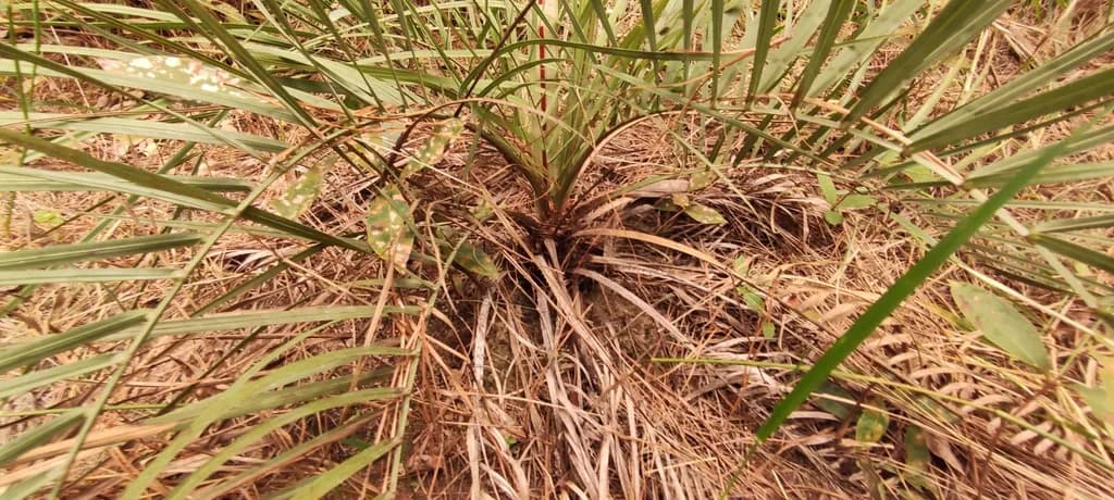Botanical specimen of Butia Pubispatha.