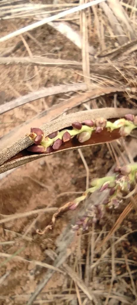 Botanical specimen of Butia Pubispatha.