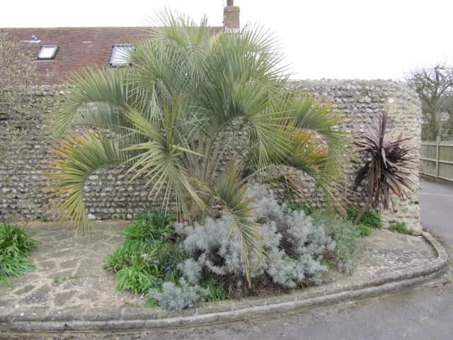Botanical specimen of Butia Purpurascens.