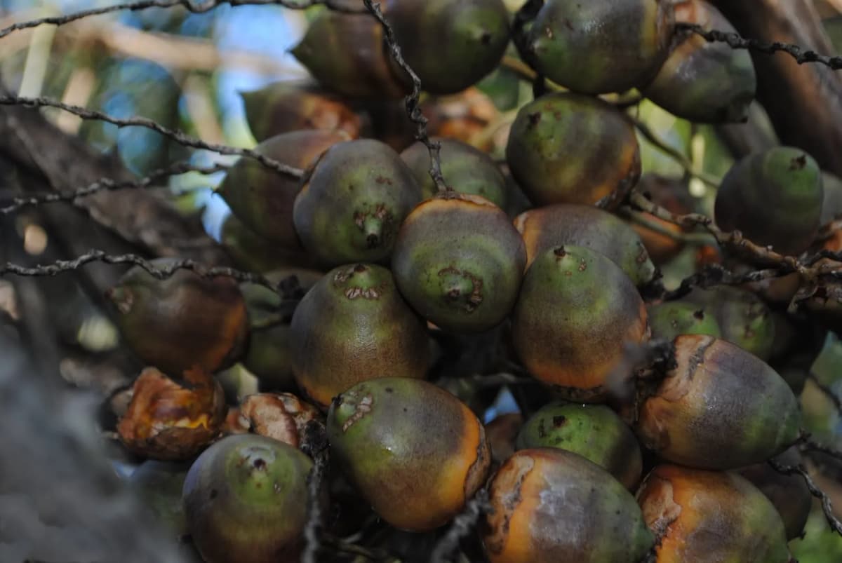 Botanical specimen of Butia Yatay.