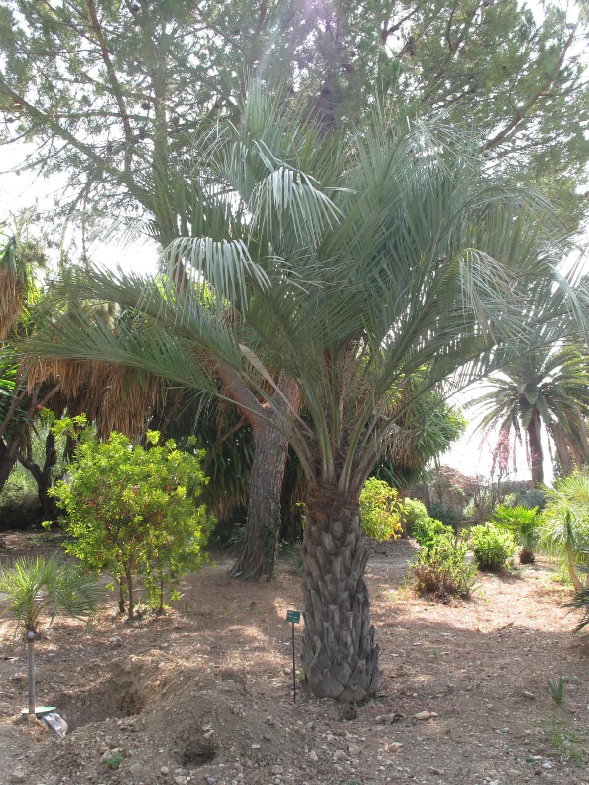 Botanical specimen of Butia Yatay.