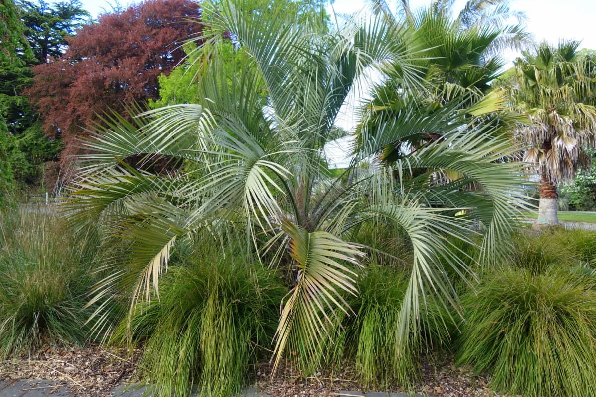 Botanical specimen of Butia Yatay.