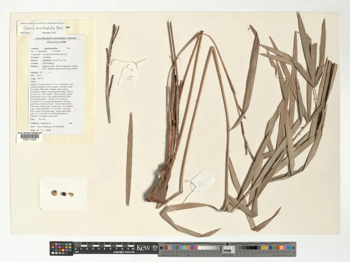 Botanical specimen of Calamus Acanthophyllus.