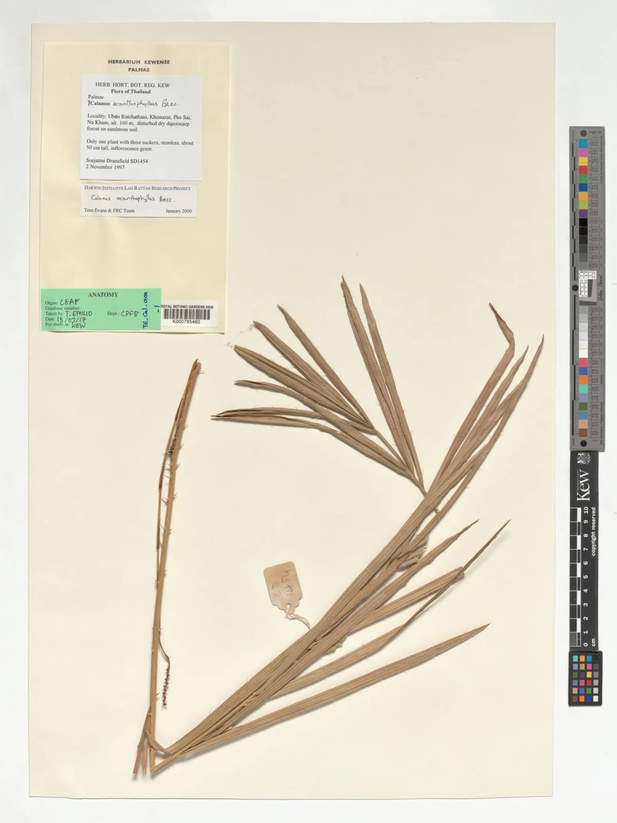 Botanical specimen of Calamus Acanthophyllus.