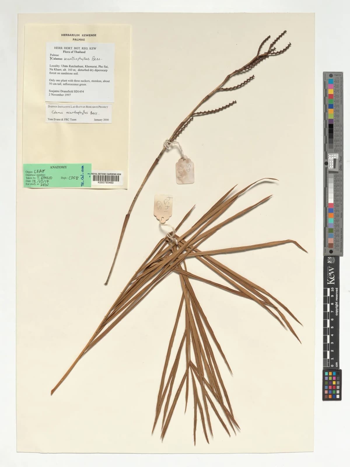 Botanical specimen of Calamus Acanthophyllus.