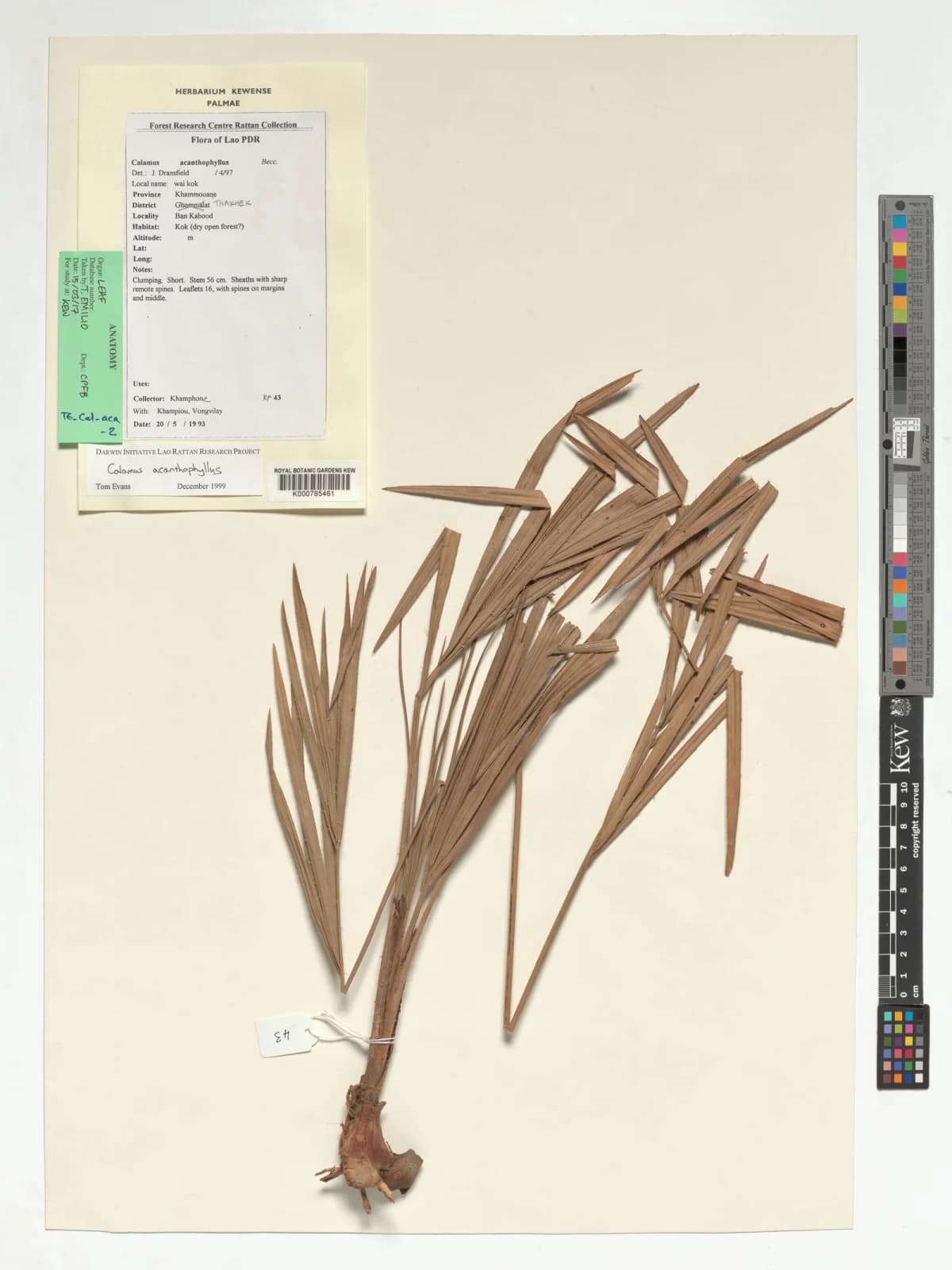 Botanical specimen of Calamus Acanthophyllus.