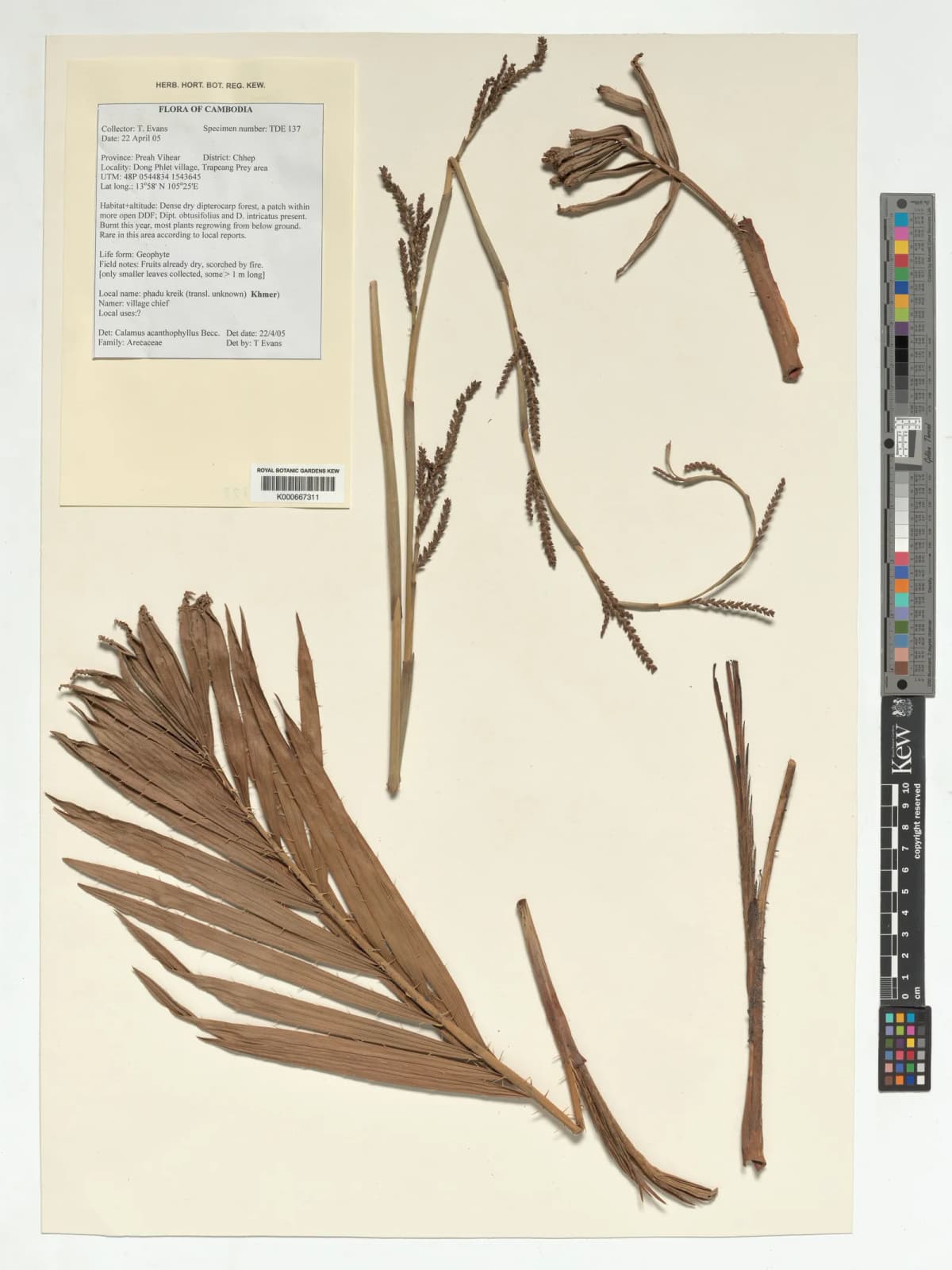 Botanical specimen of Calamus Acanthophyllus.