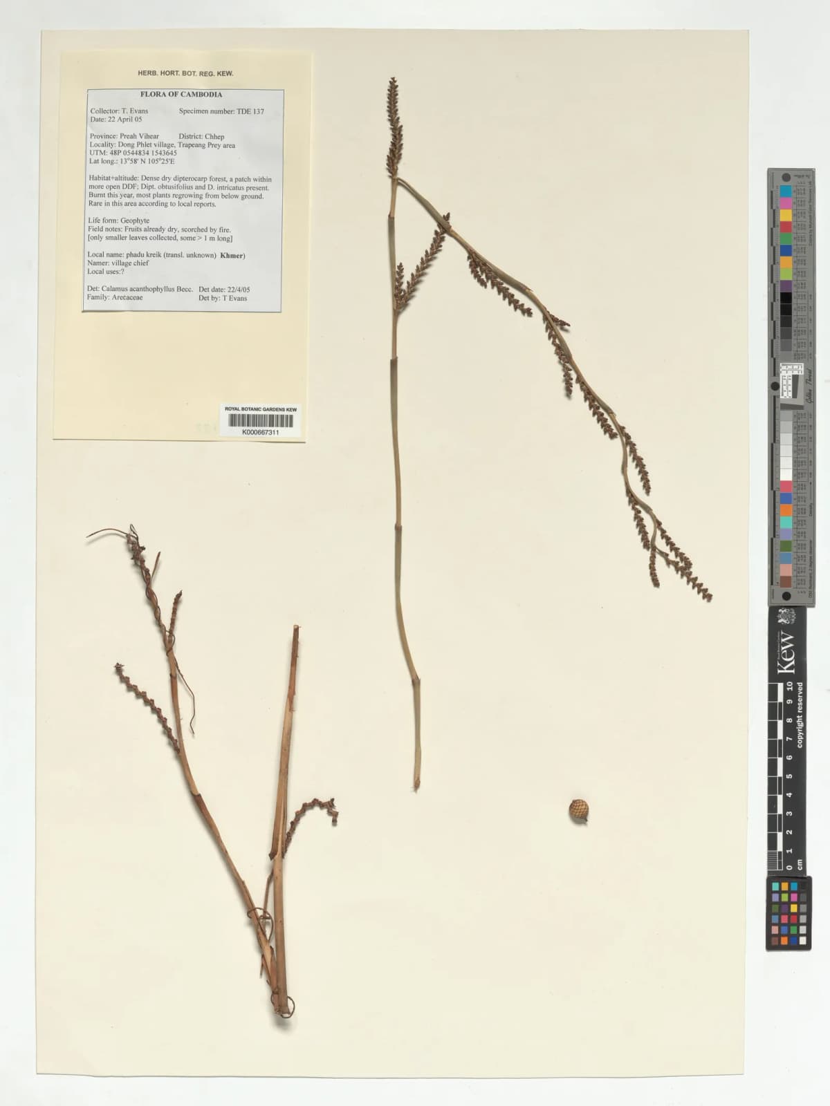 Botanical specimen of Calamus Acanthophyllus.