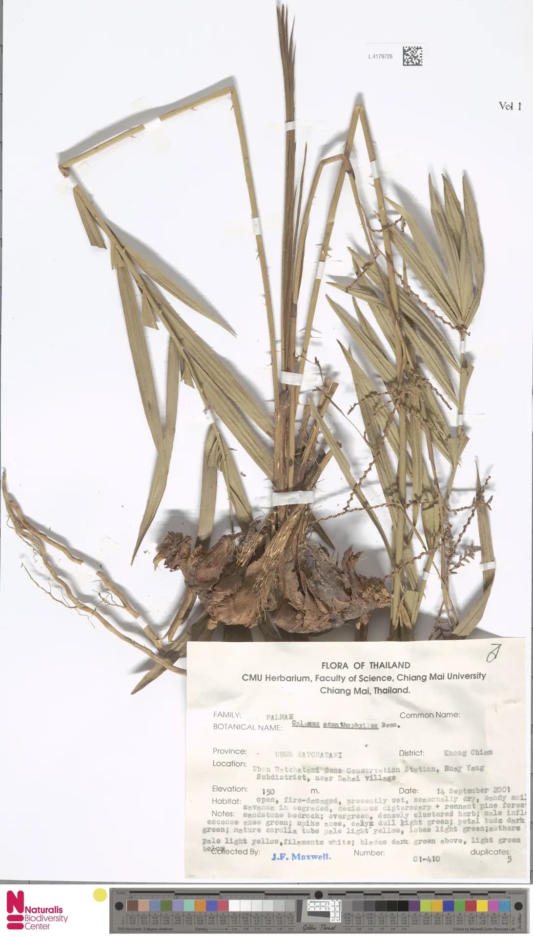 Botanical specimen of Calamus Acanthophyllus.