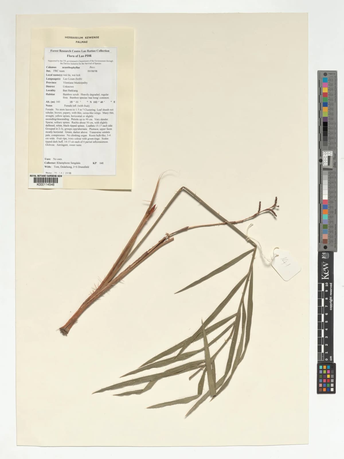 Botanical specimen of Calamus Acanthophyllus.