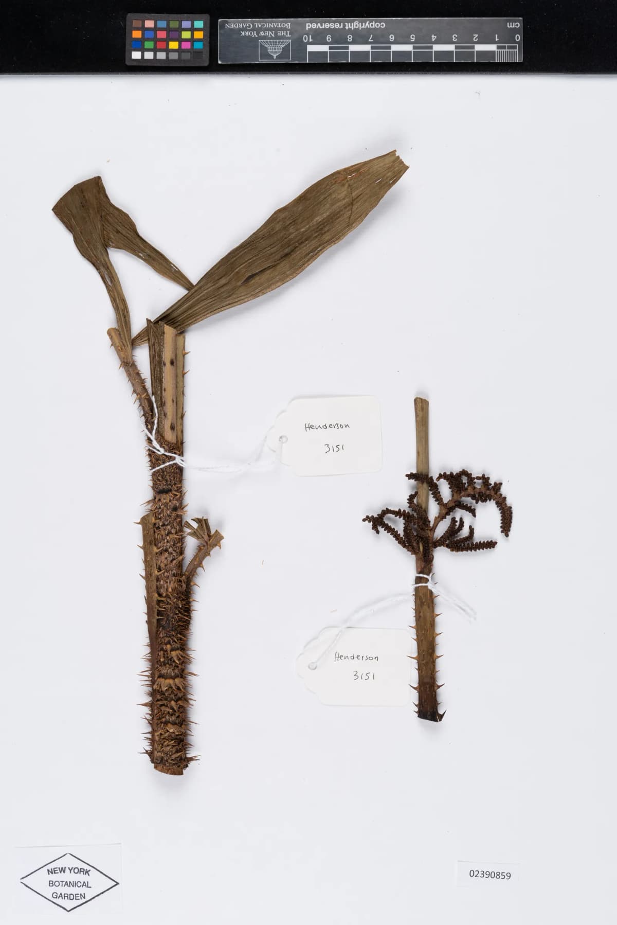 Botanical specimen of Calamus Acanthospathus.