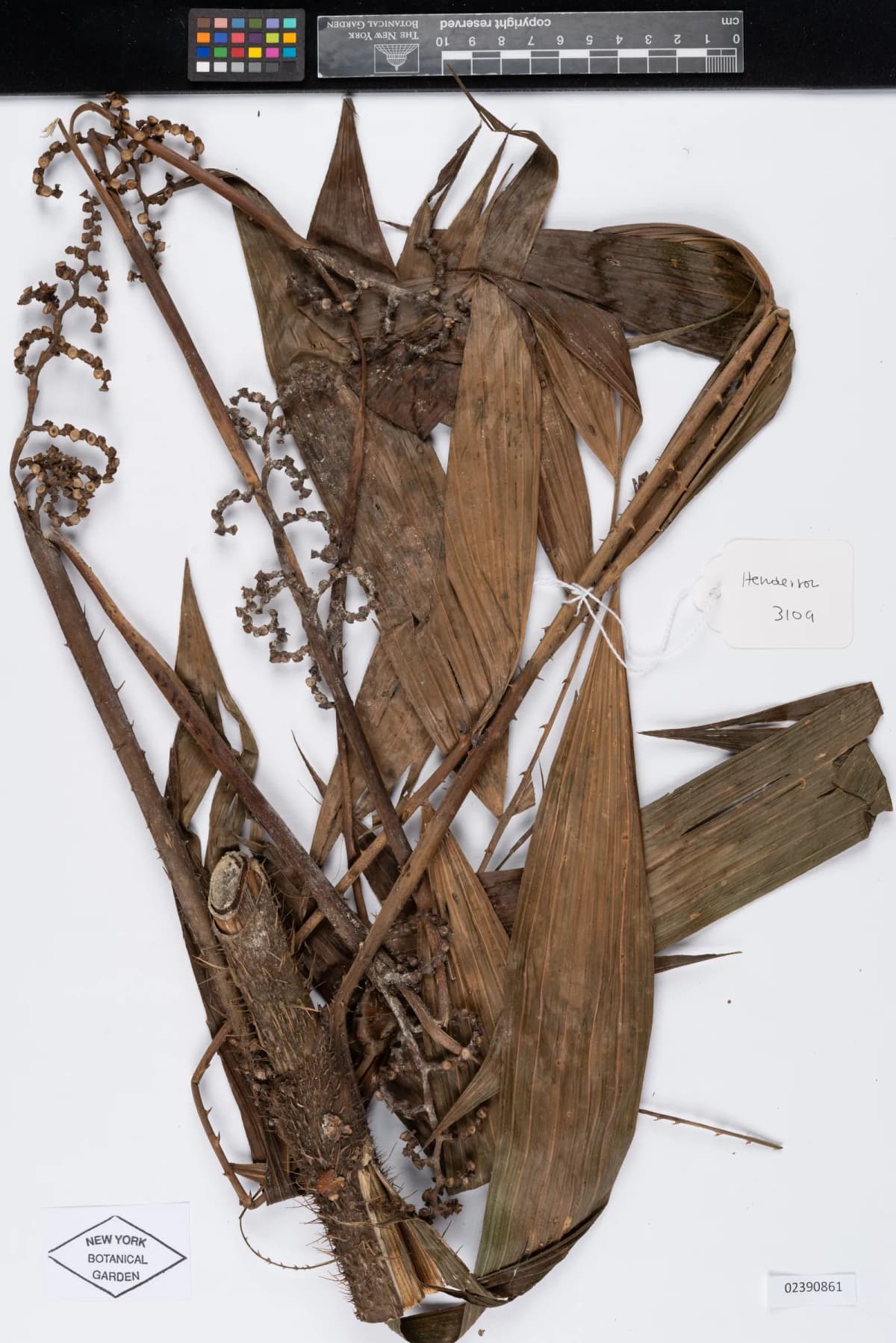 Botanical specimen of Calamus Acanthospathus.