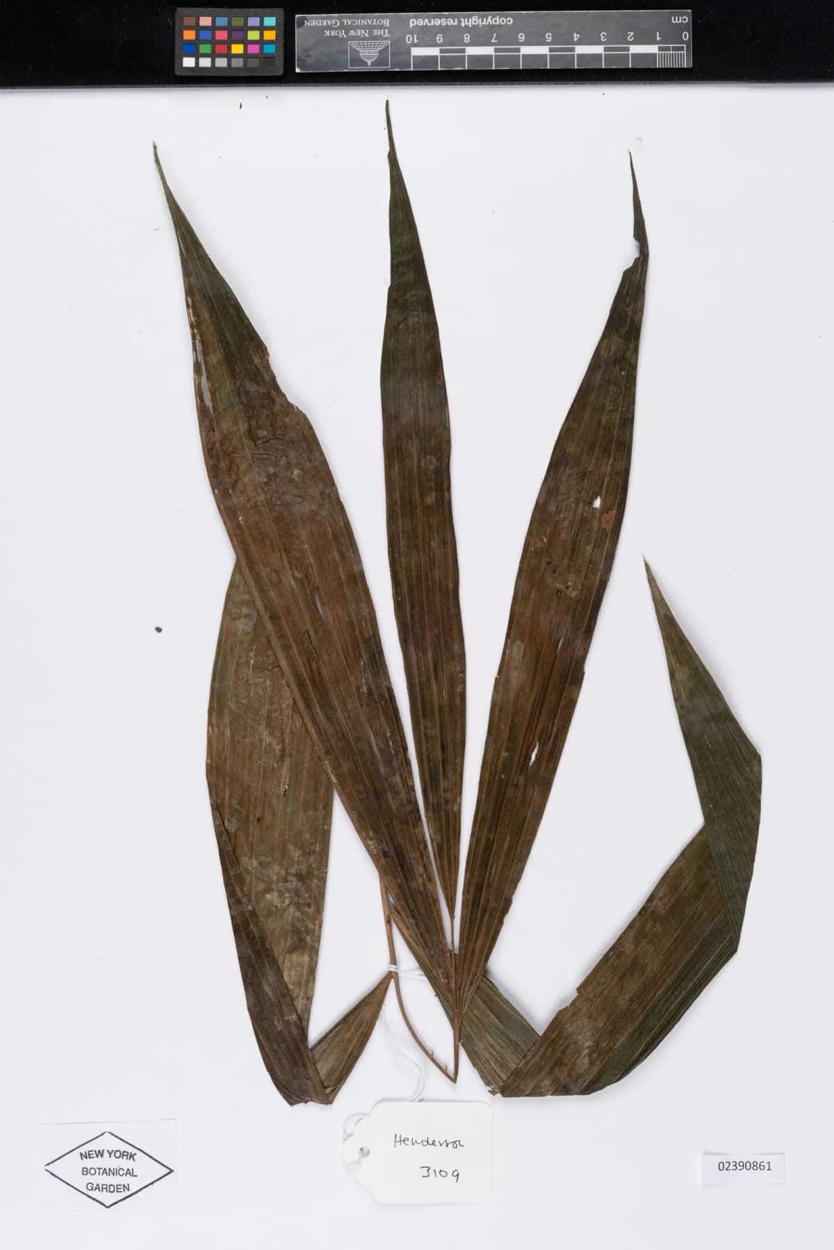 Botanical specimen of Calamus Acanthospathus.