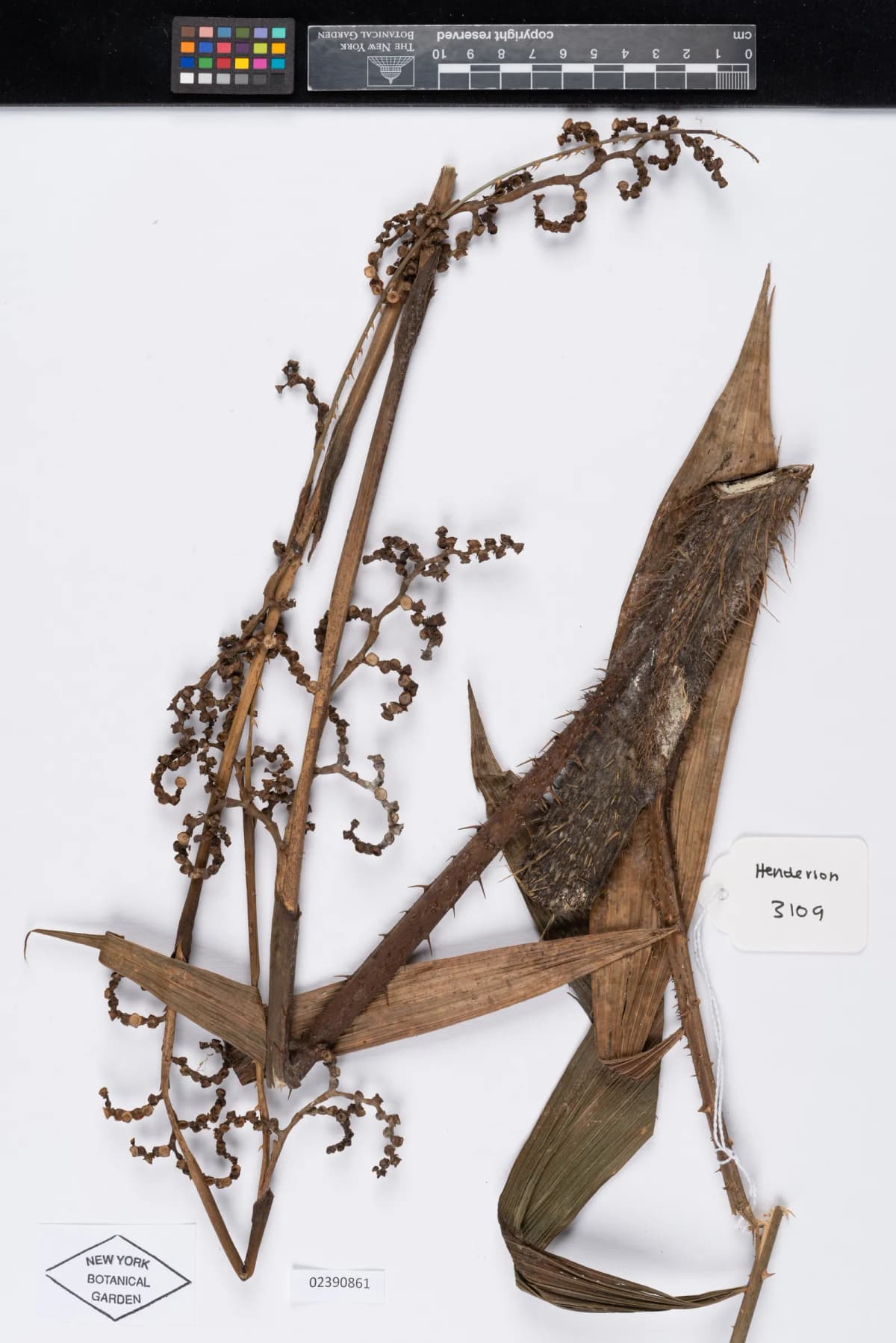 Botanical specimen of Calamus Acanthospathus.