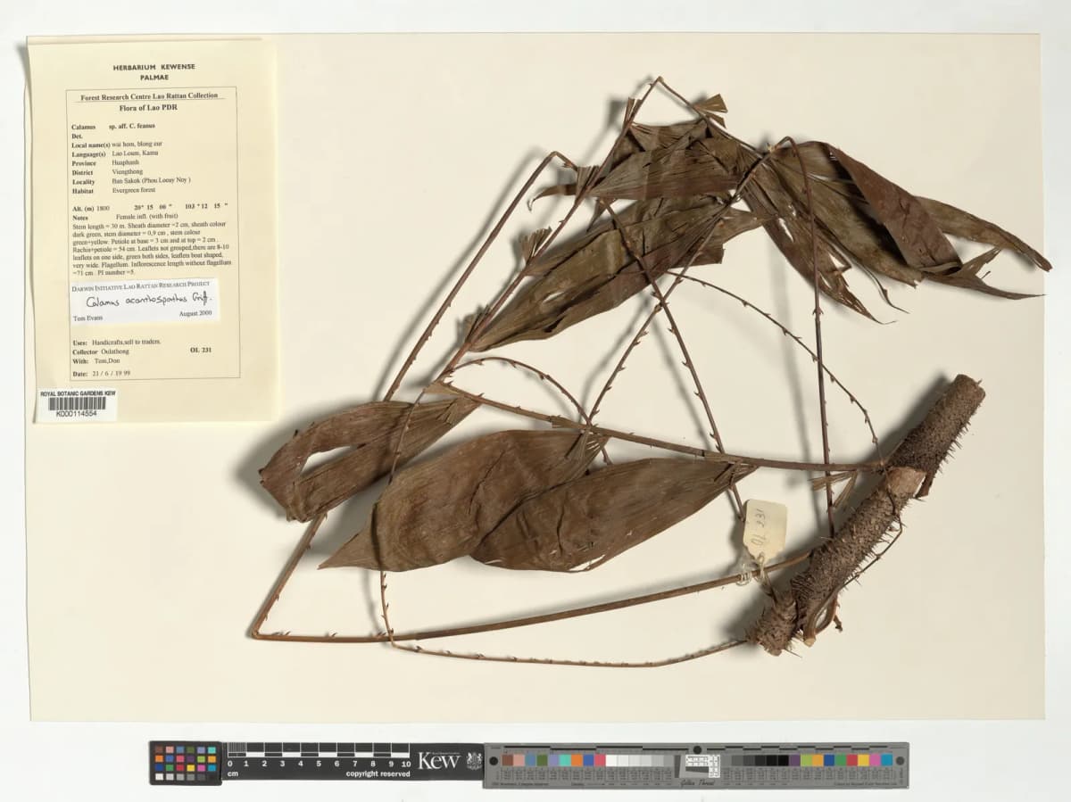 Botanical specimen of Calamus Acanthospathus.