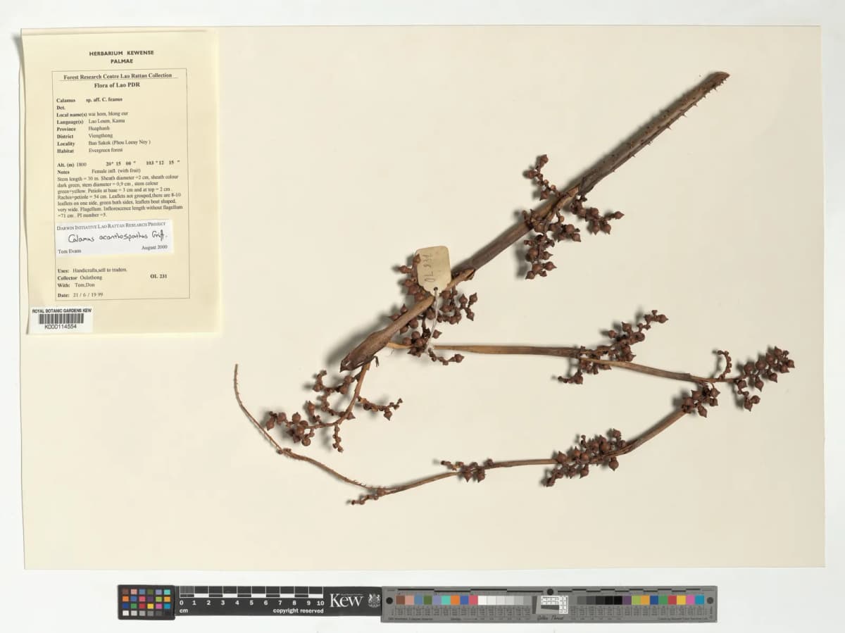 Botanical specimen of Calamus Acanthospathus.