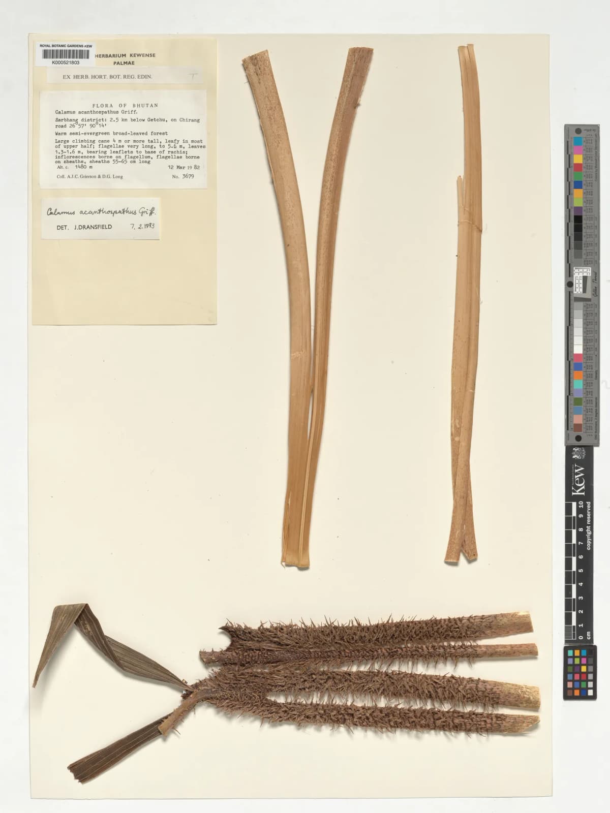 Botanical specimen of Calamus Acanthospathus.