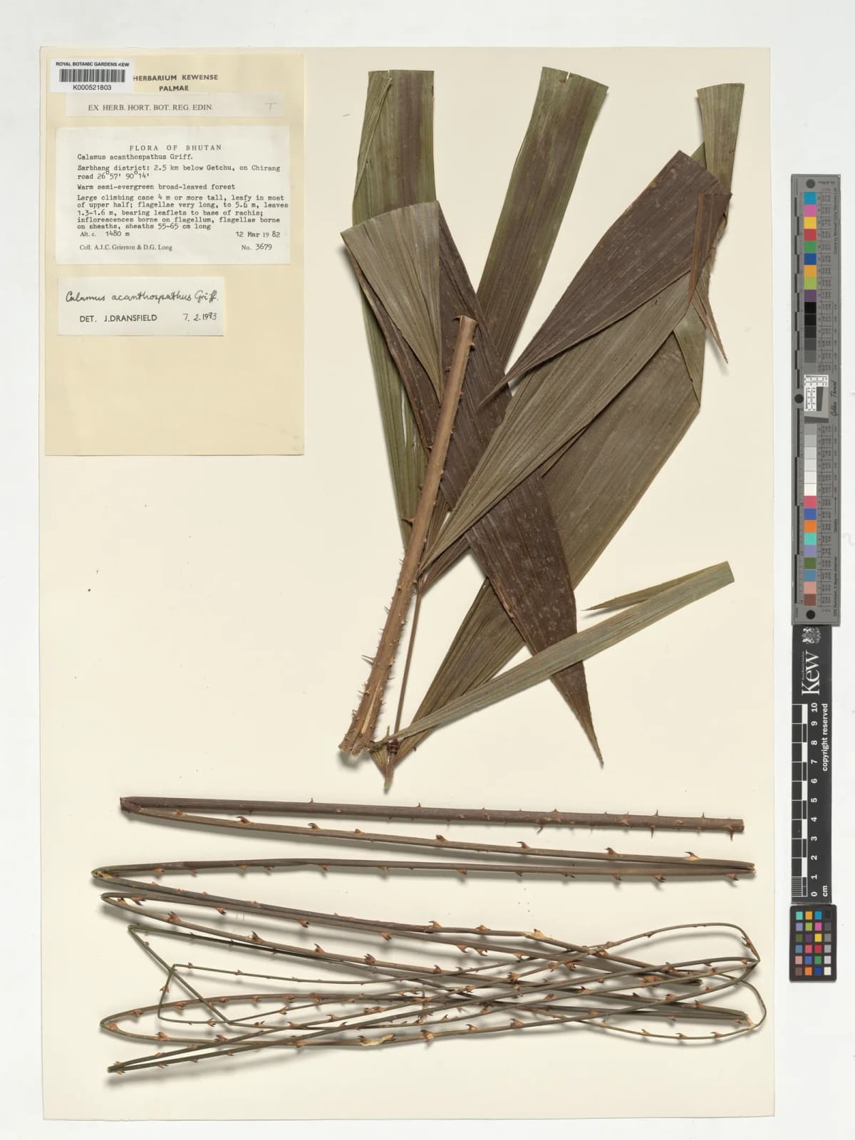 Botanical specimen of Calamus Acanthospathus.