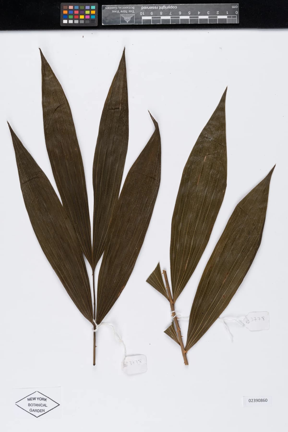 Botanical specimen of Calamus Acanthospathus.