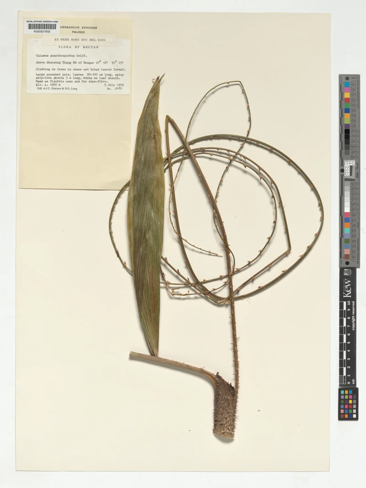 Botanical specimen of Calamus Acanthospathus.