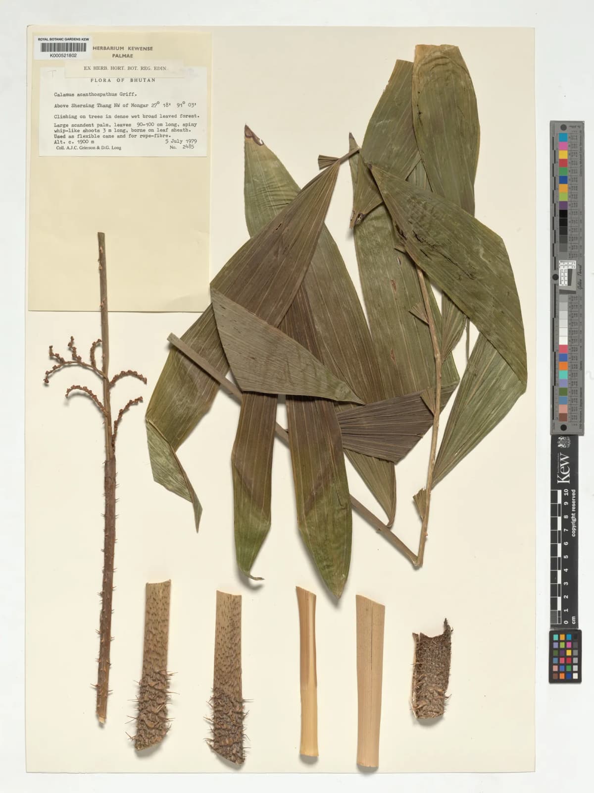 Botanical specimen of Calamus Acanthospathus.