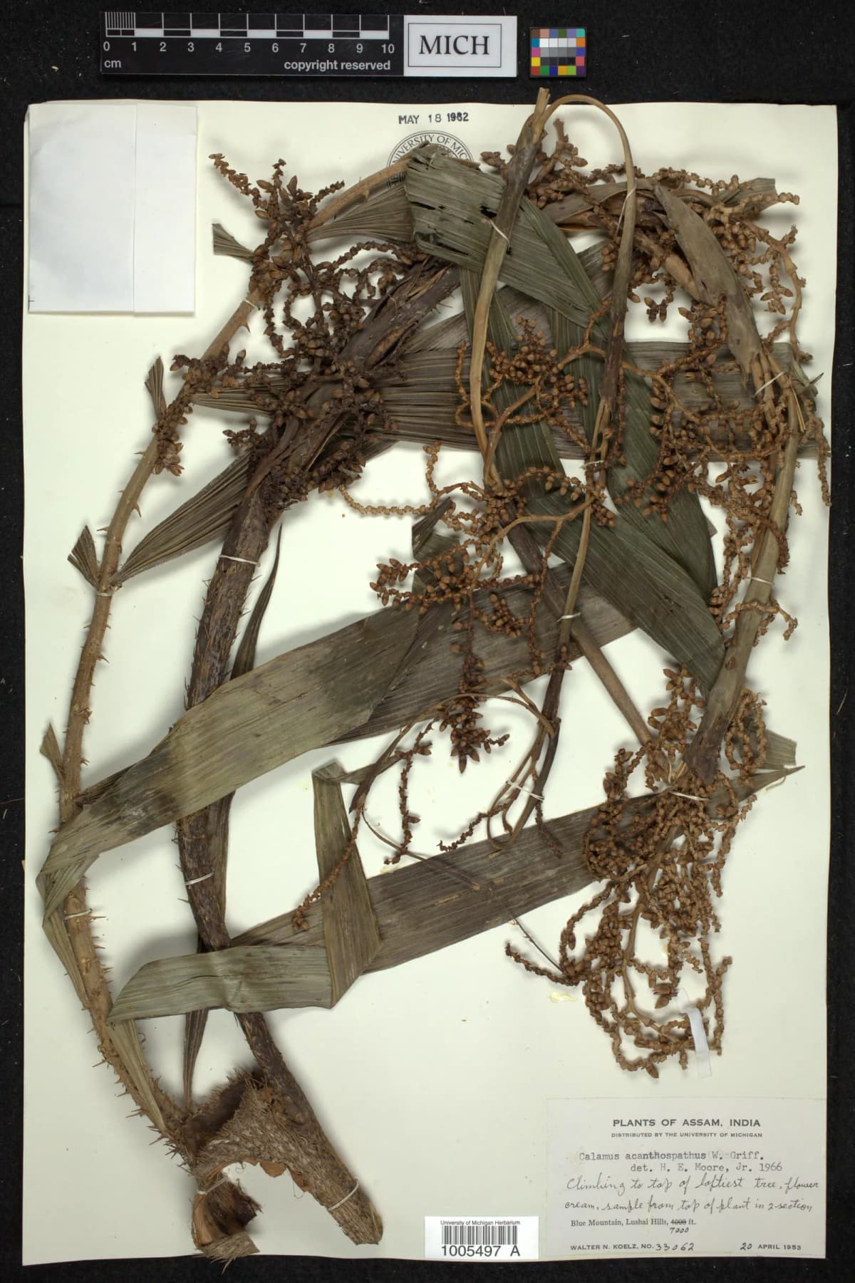 Botanical specimen of Calamus Acanthospathus.