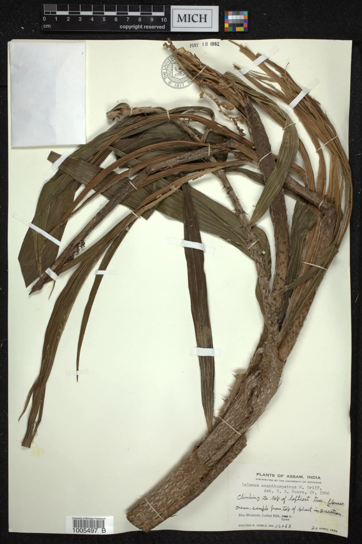 Botanical specimen of Calamus Acanthospathus.