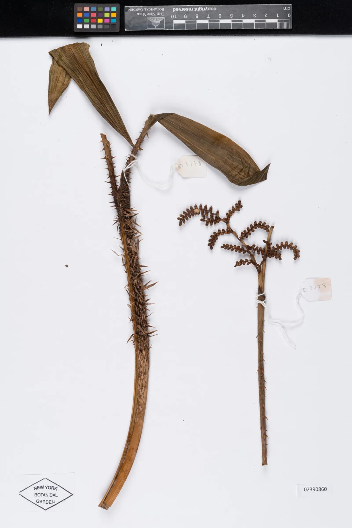 Botanical specimen of Calamus Acanthospathus.