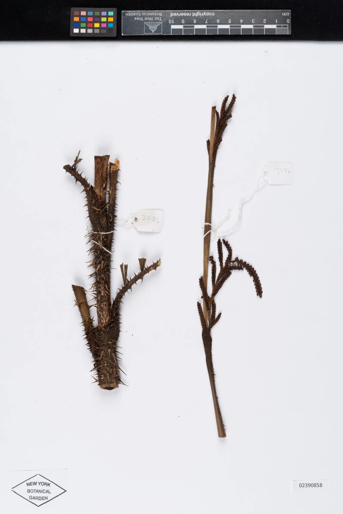 Botanical specimen of Calamus Acanthospathus.