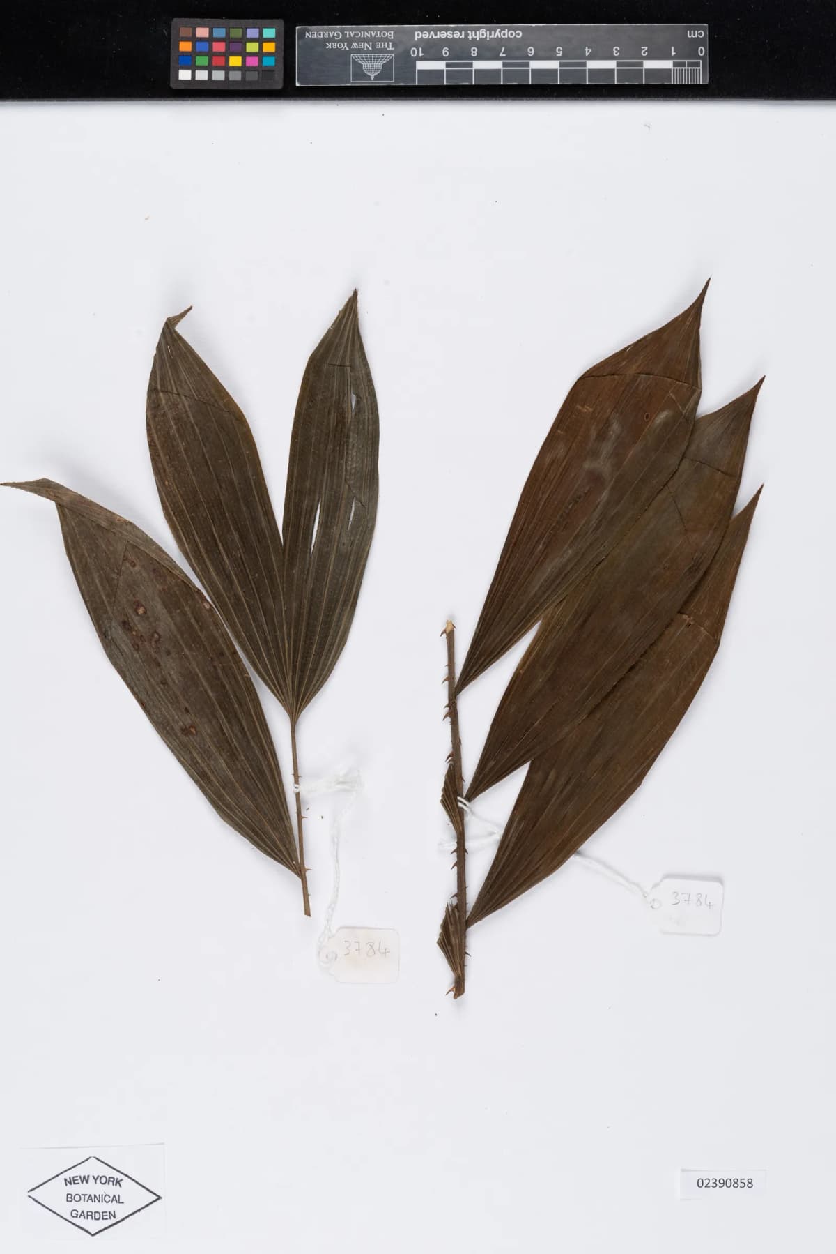 Botanical specimen of Calamus Acanthospathus.