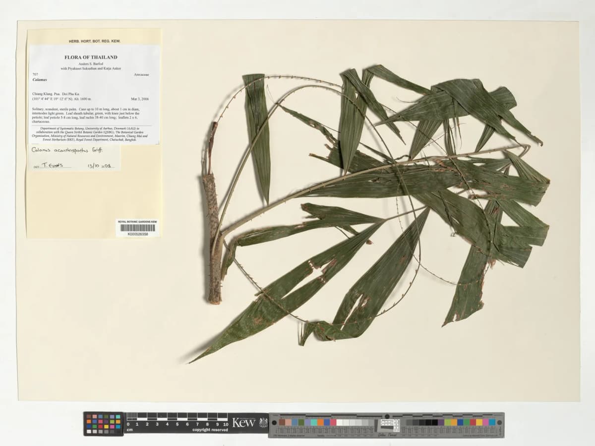 Botanical specimen of Calamus Acanthospathus.