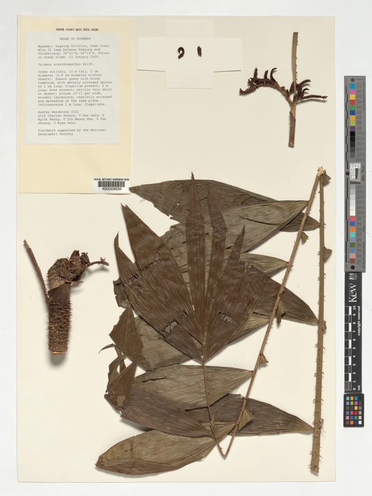 Botanical specimen of Calamus Acanthospathus.