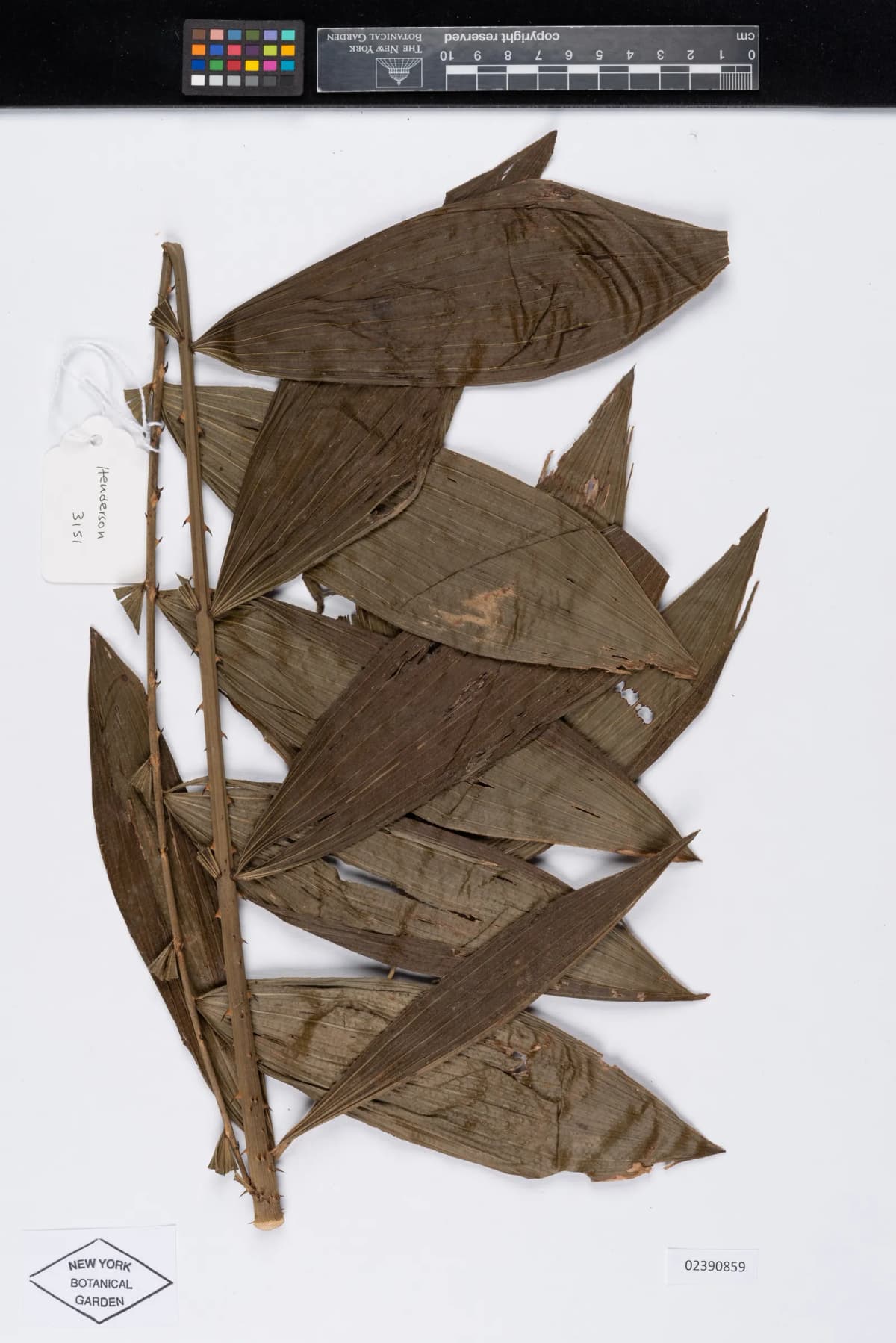Botanical specimen of Calamus Acanthospathus.