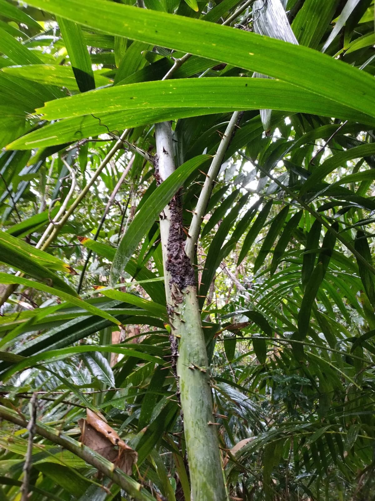 Botanical specimen of Calamus Aruensis.