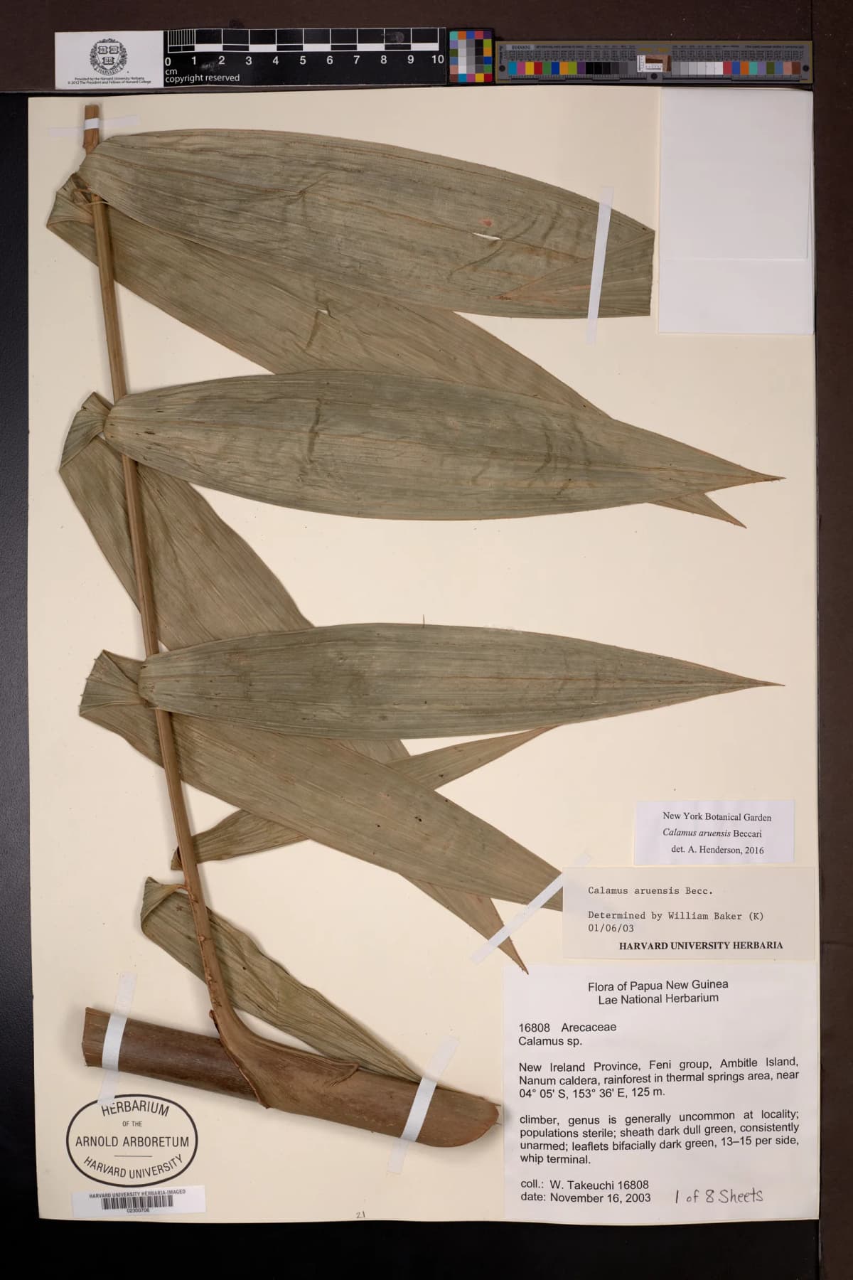 Botanical specimen of Calamus Aruensis.