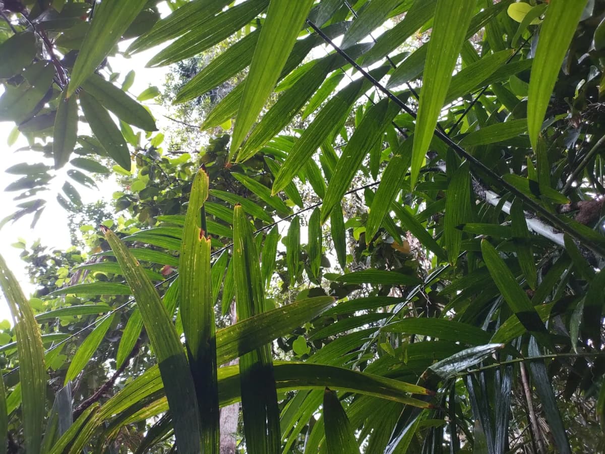 Botanical specimen of Calamus Aruensis.