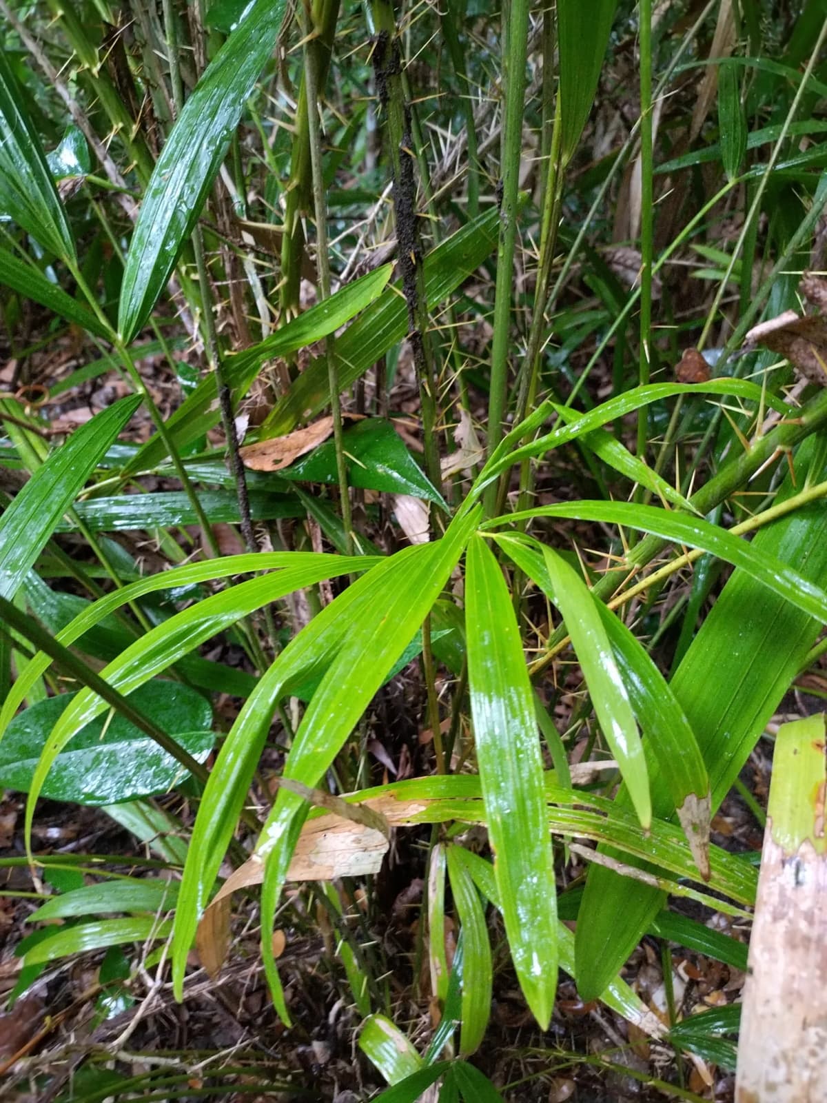 Botanical specimen of Calamus Aruensis.